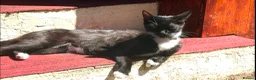 Mixed Breed cats for sale: Kittens 🐈‍⬛  - Advert 7