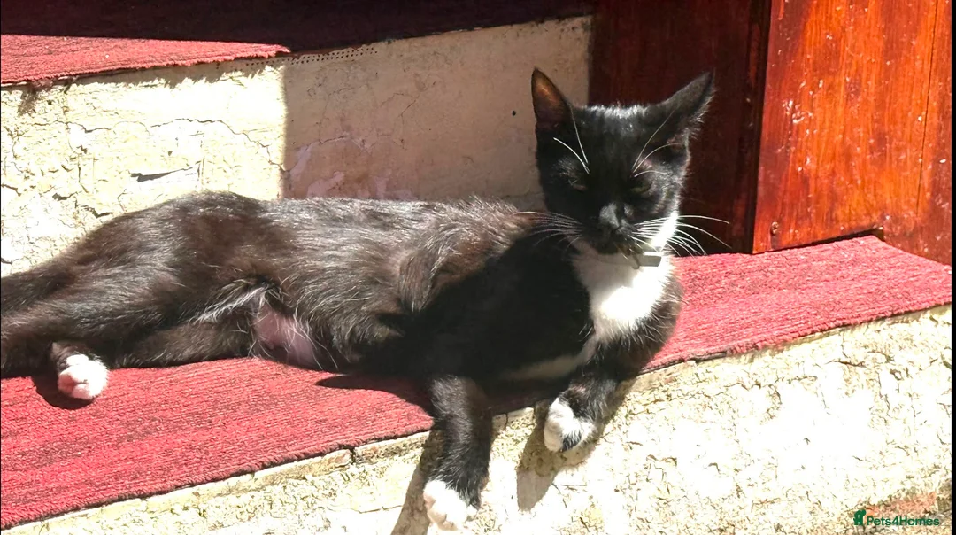 Mixed Breed cats for sale: Kittens 🐈‍⬛  - Advert 7