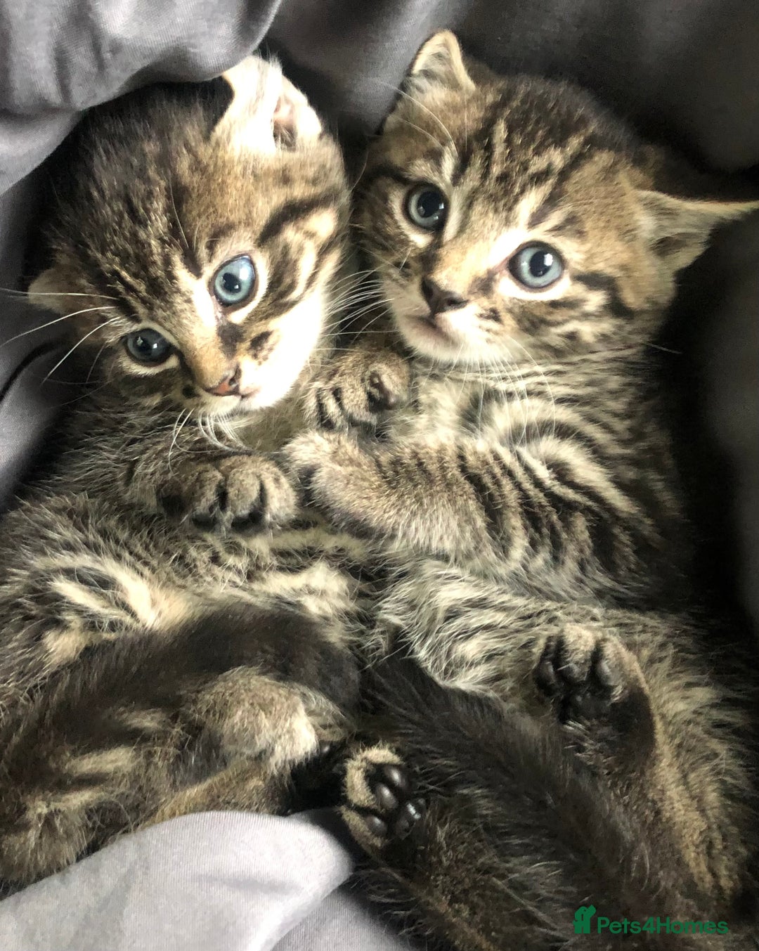Mixed Breed cats for sale: Amazing stripy Bengal x kittens ready now - Image 3