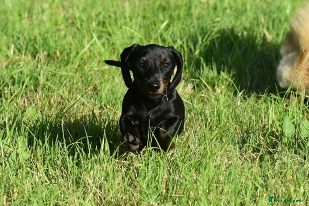 Miniature Dachshund dogs for sale: Mini smooth dachshund one boy available  in Newton Abbot - Image 17