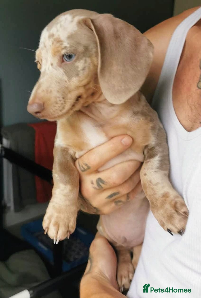 Dachshund dogs 1 stunning isabella dapple boy   💙🩵 - Advert 18