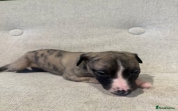 Whippet dogs for sale: KC Registered Whippet Puppies - Image 11