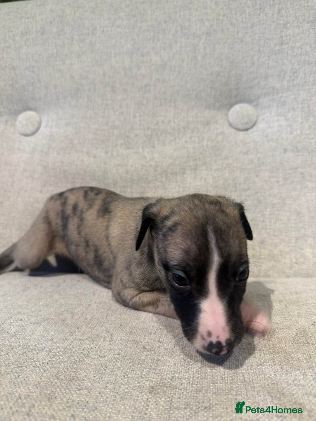 Whippet dogs for sale: KC Registered Whippet Puppies - Image 11