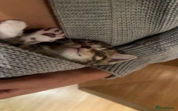 Domestic Shorthair cats for sale: 5 Tabby & Tuxedo kittens for sale - Image 22