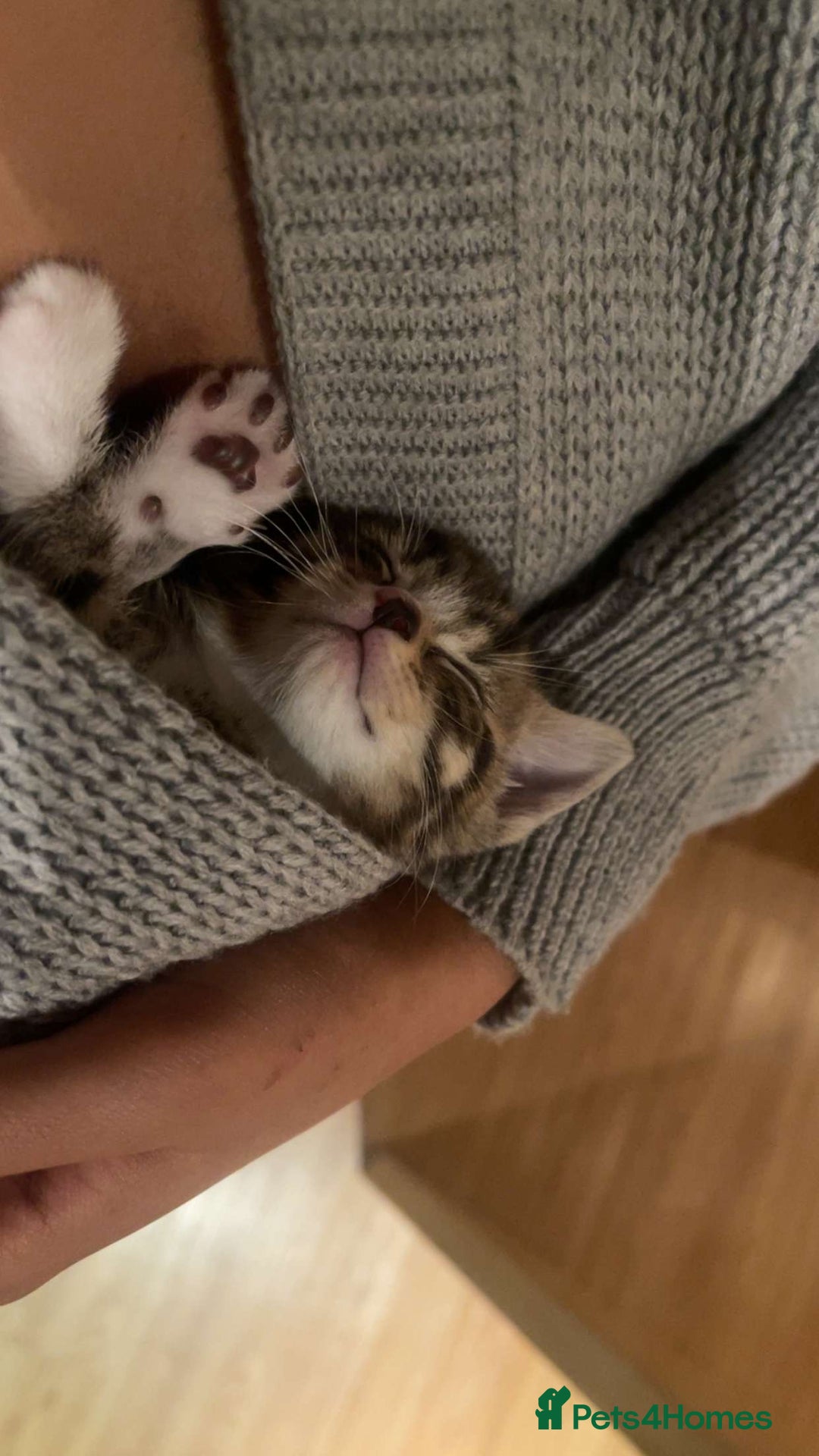 Domestic Shorthair cats for sale: 5 Tabby & Tuxedo kittens for sale - Image 22