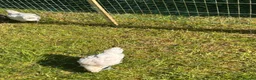 Chickens poultry for sale: Mixed breed chicks for sale  in Nottingham - Advert 2