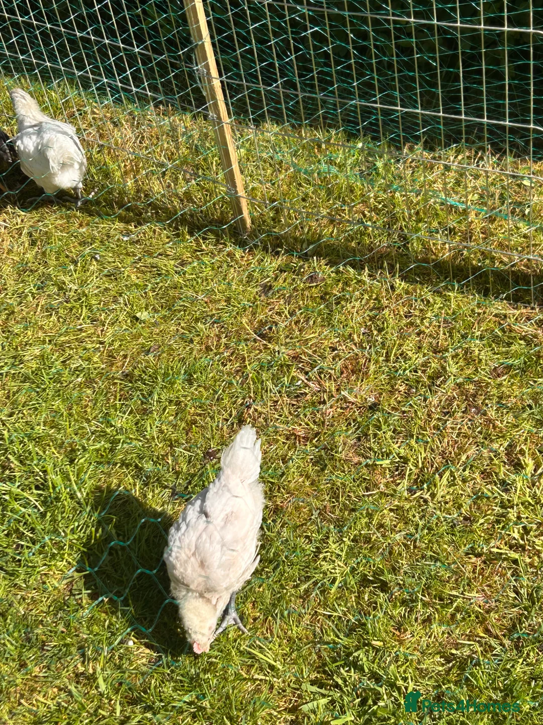 Chickens poultry for sale: Mixed breed chicks for sale  in Nottingham - Advert 2