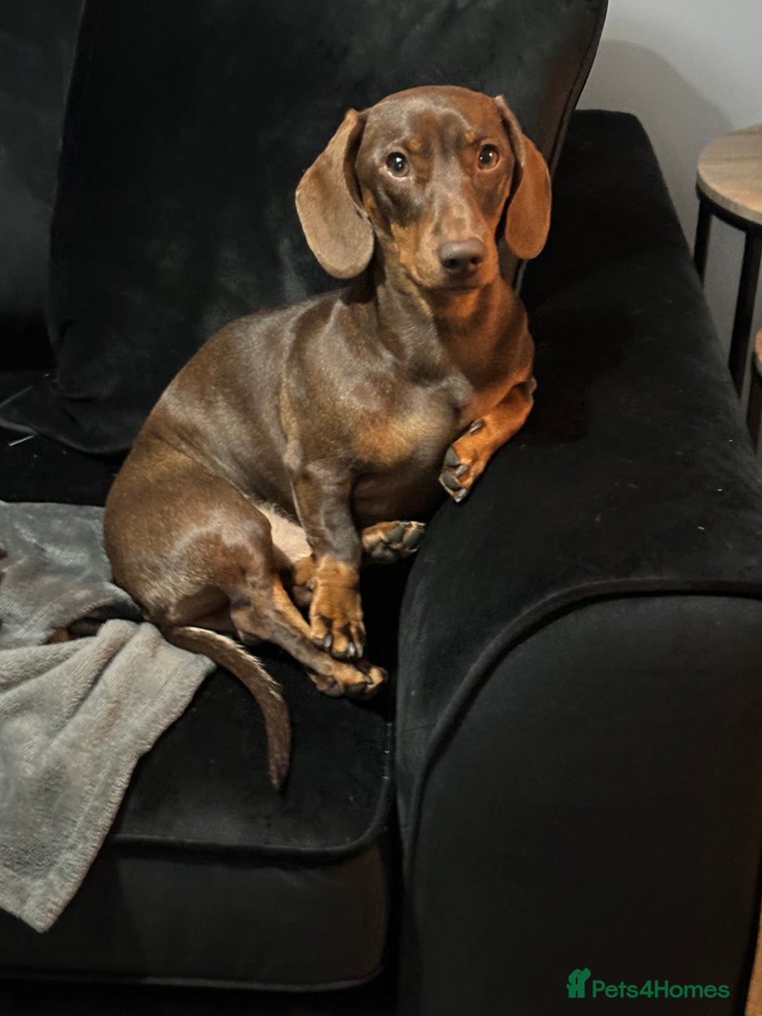 Dachshund dogs for sale: Rolo and Roxy are 3 years old and need a new home - Advert 15