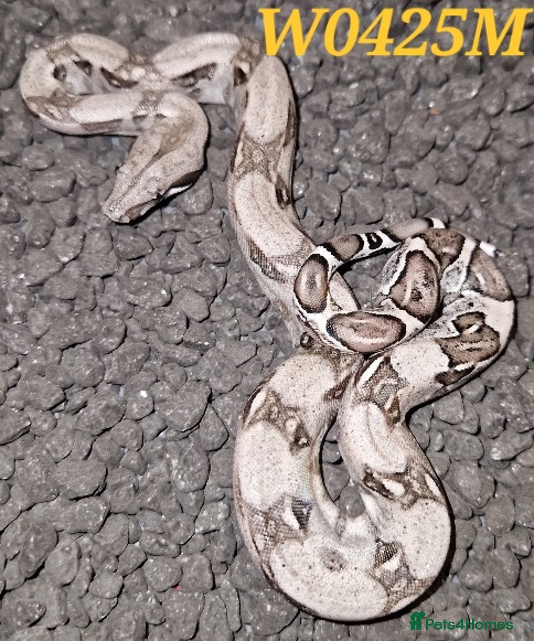 Boa Snake reptiles for sale: CB2025 Sharp Snowglow/anery/ghost - Image 3