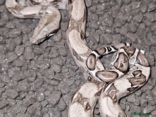 Boa Snake reptiles CB 2025 Anery 100% het Sharp - Advert 16