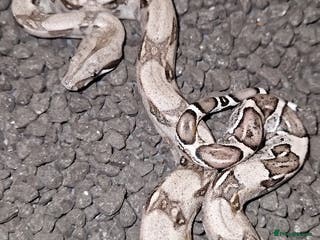 Boa Snake reptiles CB 2025 Anery 100% het Sharp & 2024 BWC Sunglow - Advert 19