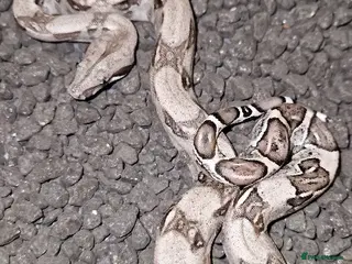 Boa Snake reptiles CB 2025 Anery 100% het Sharp & 2024 BWC Sunglow - Advert 5