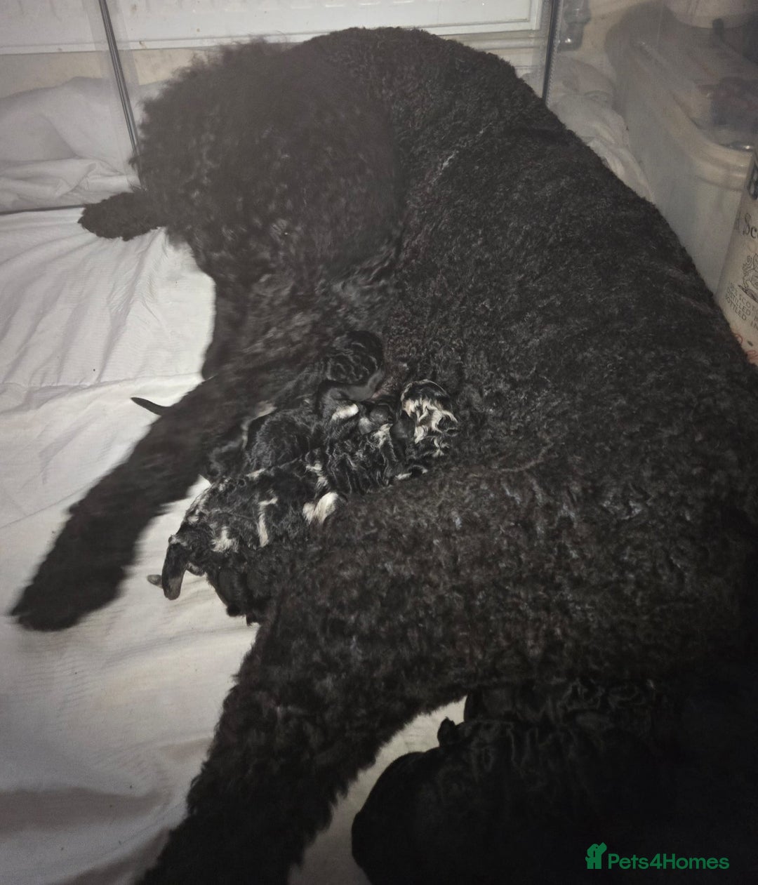 Mixed Breed dogs for sale: Amazing cuddly male pups cockapoo - Image 8