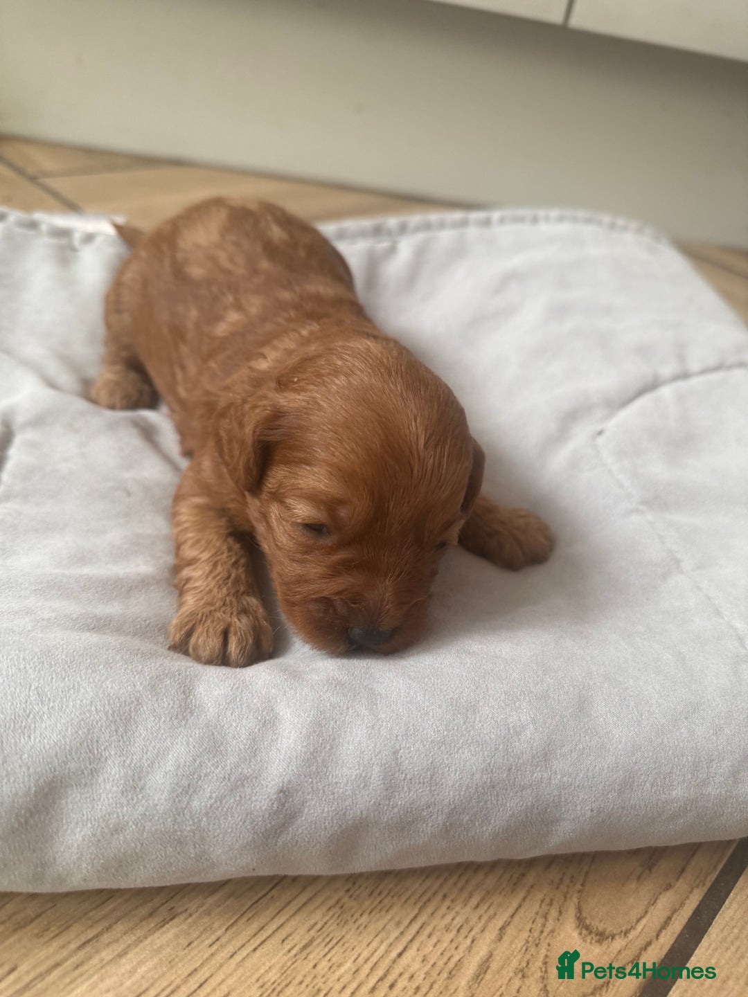 Cavapoo dogs for sale: Adorable F1B Cavapoo Puppies - Advert 14