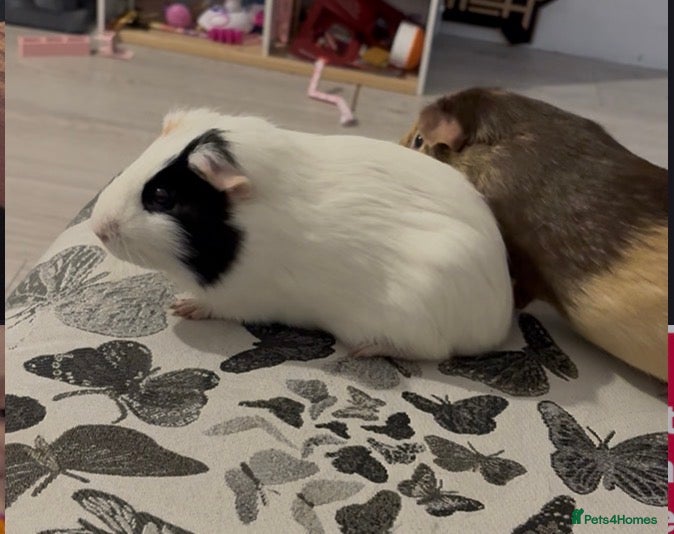 Guinea Pig rodents 2 year old guinea pigs  - Advert 1