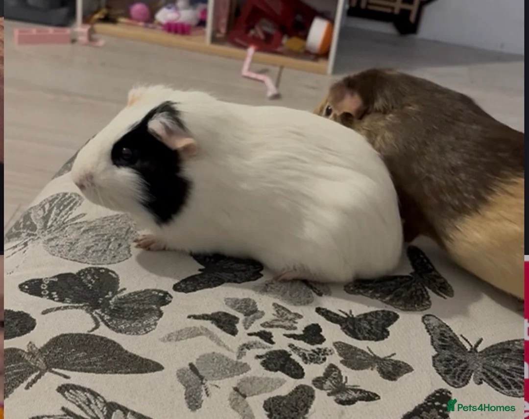 Guinea Pig rodents for sale: 2 year old guinea pigs  in Lewes - Advert 1
