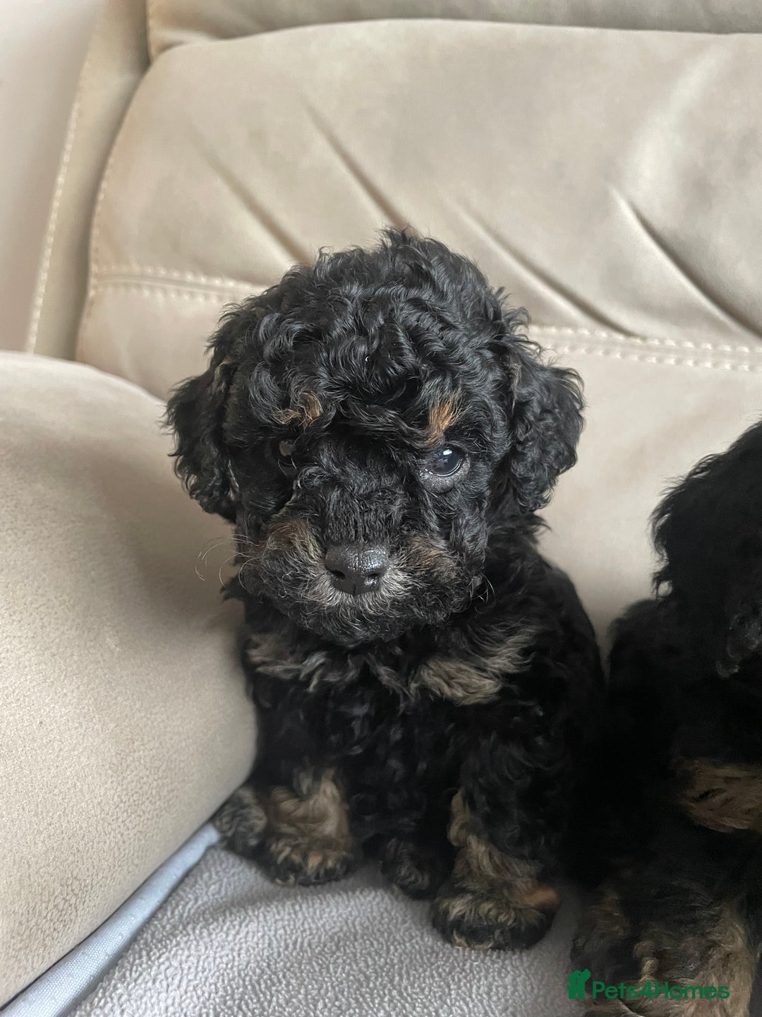 Cavapoo dogs for sale: ⭐ adorable Cavapoo’s ⭐  - Advert 10