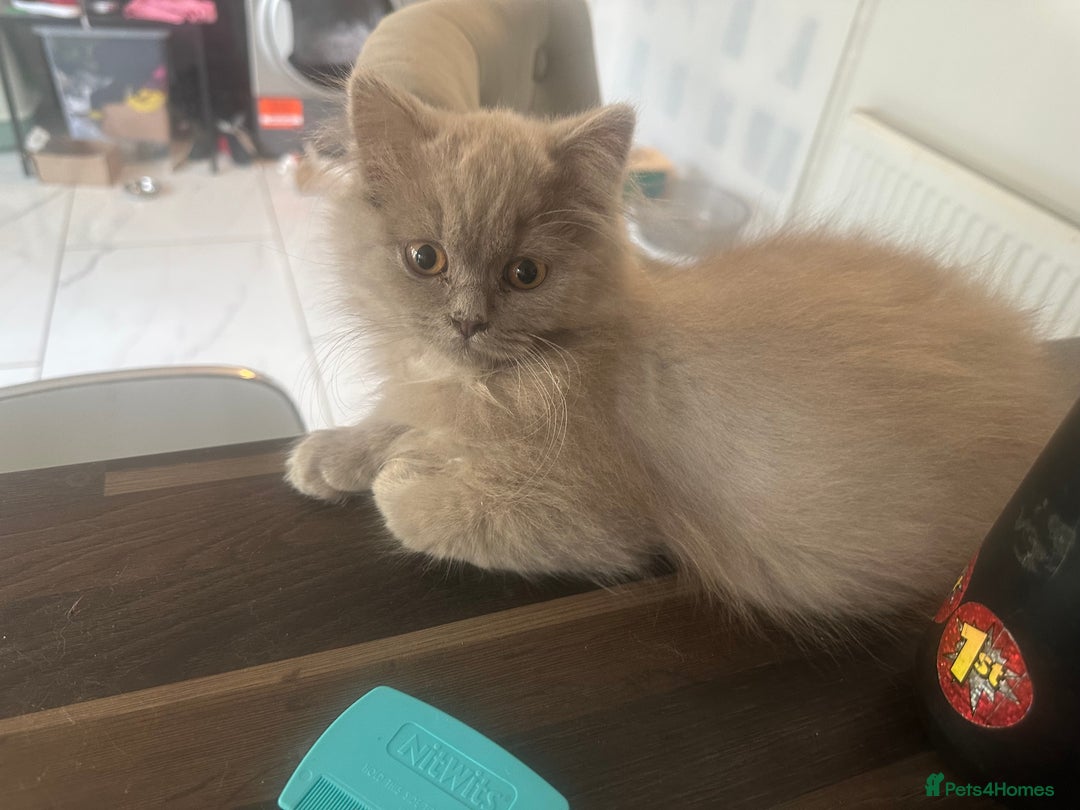 British Shorthair cats for sale: British shorthair kittens(long hair boy left )  - Image 4