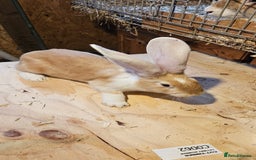 Continental Giant rabbits for sale: Continental Giants Merle - Image 2