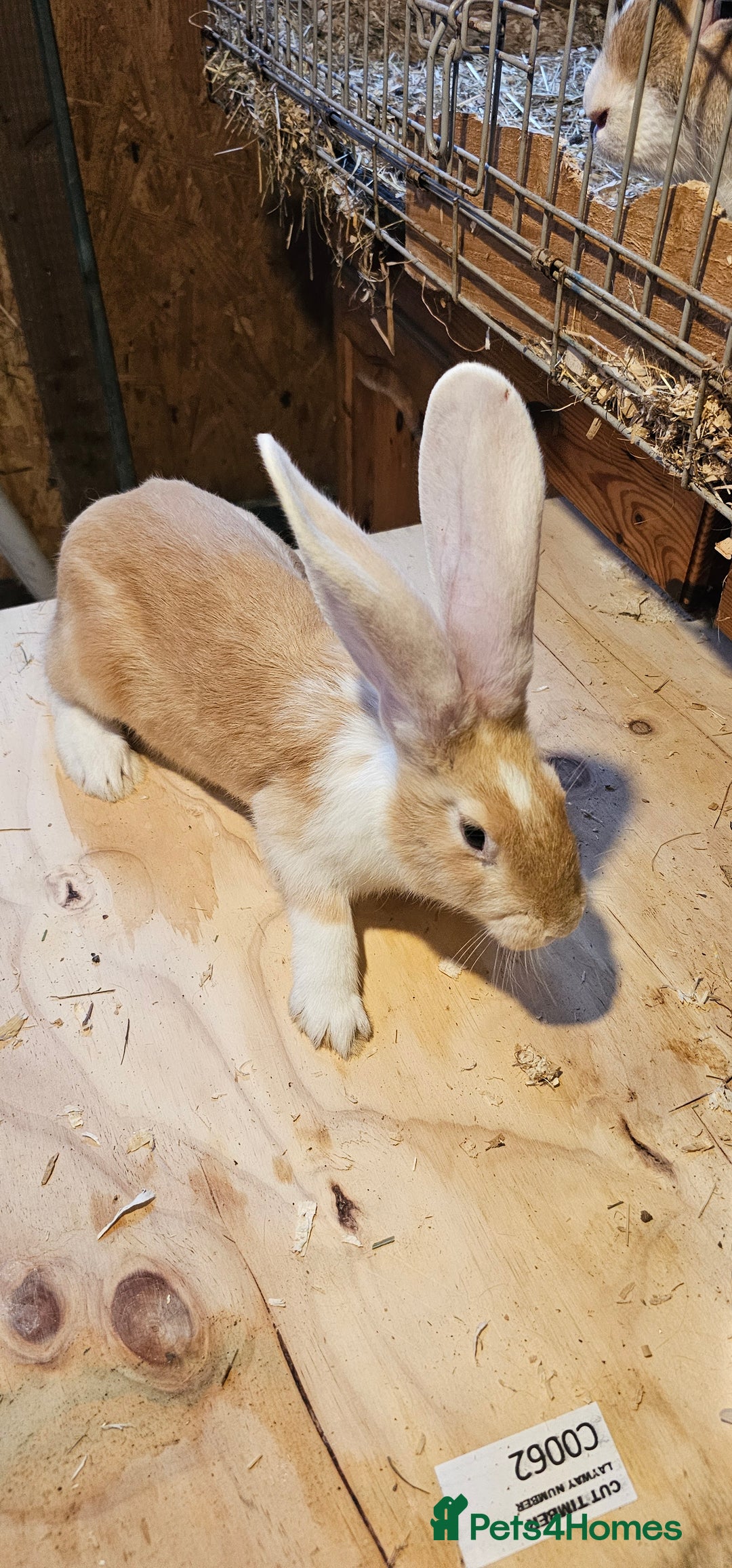 Continental Giant rabbits for sale: Continental Giants Merle - Image 2
