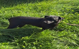 Mixed Breed dogs for adoption: Jess * Patterdale x Cavapoo * 240798 - Image 1