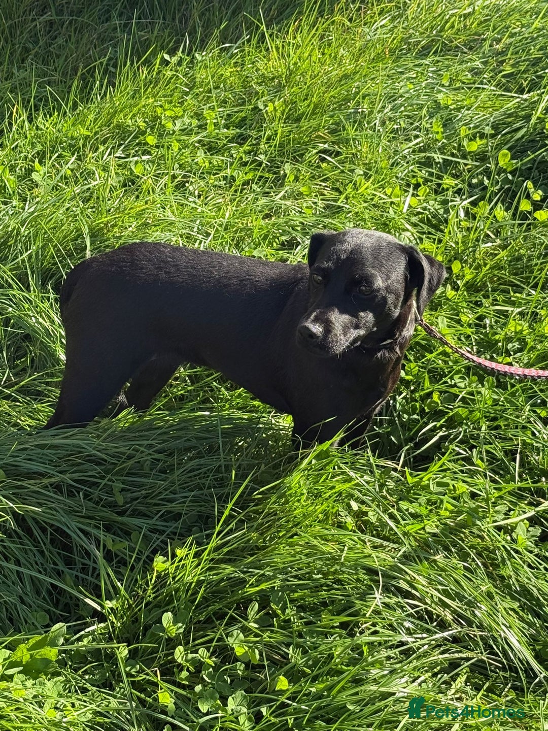 Mixed Breed dogs for adoption: Jess * Patterdale x Cavapoo * 240798 - Image 1