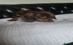 Dachshund dogs for sale: dachshund puppy for sale ! - Image 5