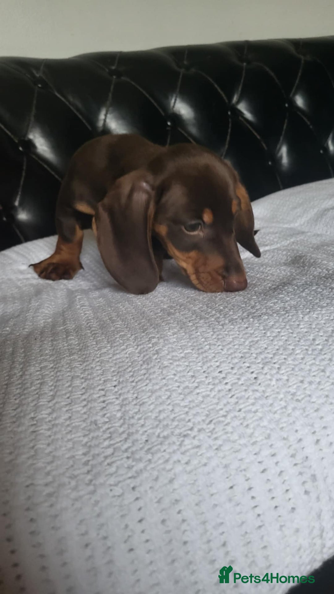 Dachshund dogs for sale: dachshund puppy for sale ! - Image 5