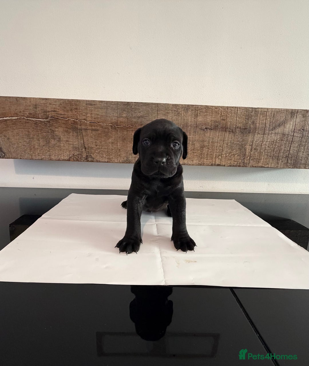 Cane Corso dogs for sale: Purebred Cane Corso Puppies – Exceptional Parent - Image 7