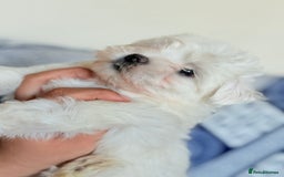 Maltese dogs for sale: Puppies Maltese  - Image 8