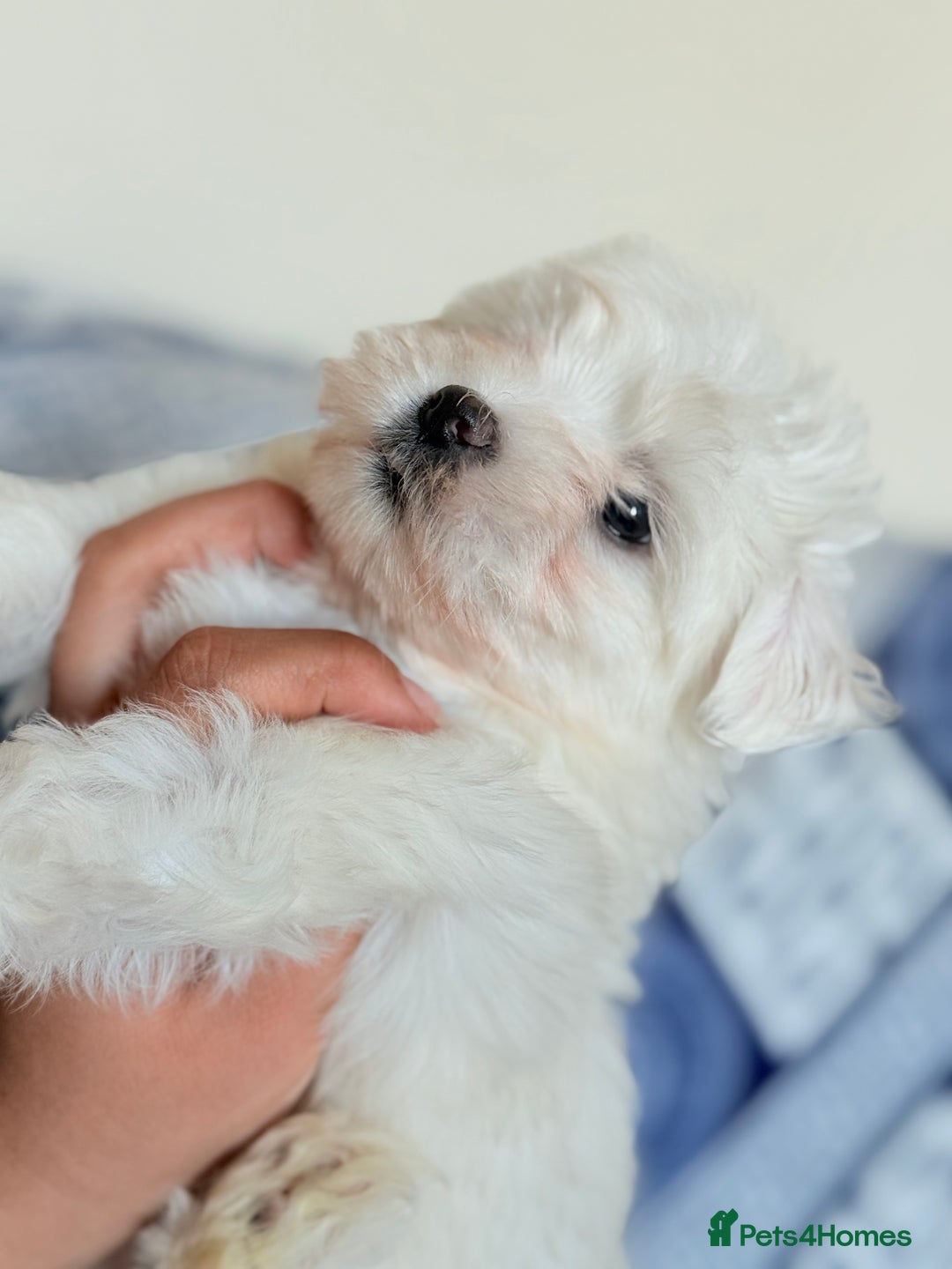 Maltese dogs for sale: Puppies Maltese  - Image 8