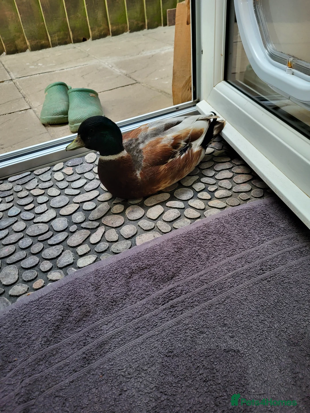 Ducks poultry for sale: Call duck male in Exeter - Advert 1