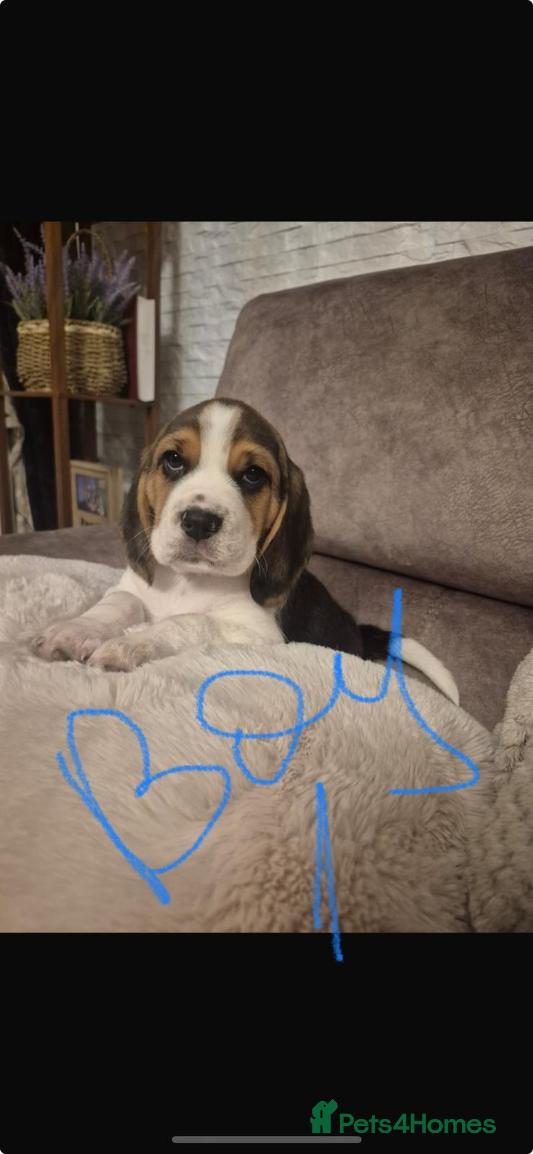 Beagle dogs for sale: Gorgeous tricolor beagles puppy - Advert 4