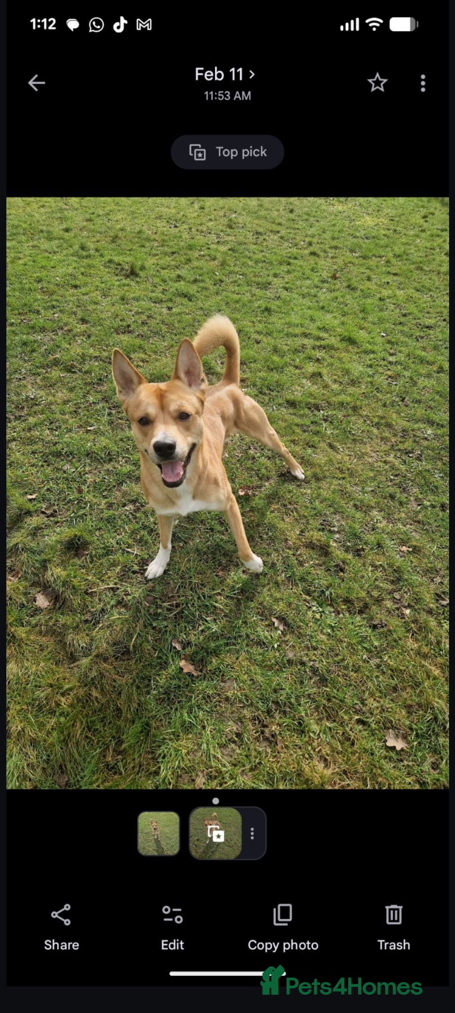 Mixed Breed dogs Golden Dingo Hachi - Advert 3