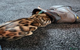 Bengal cats for sale: 🔥 Outstanding Adult Bengal cats Come See 😺 🐾 - Image 16