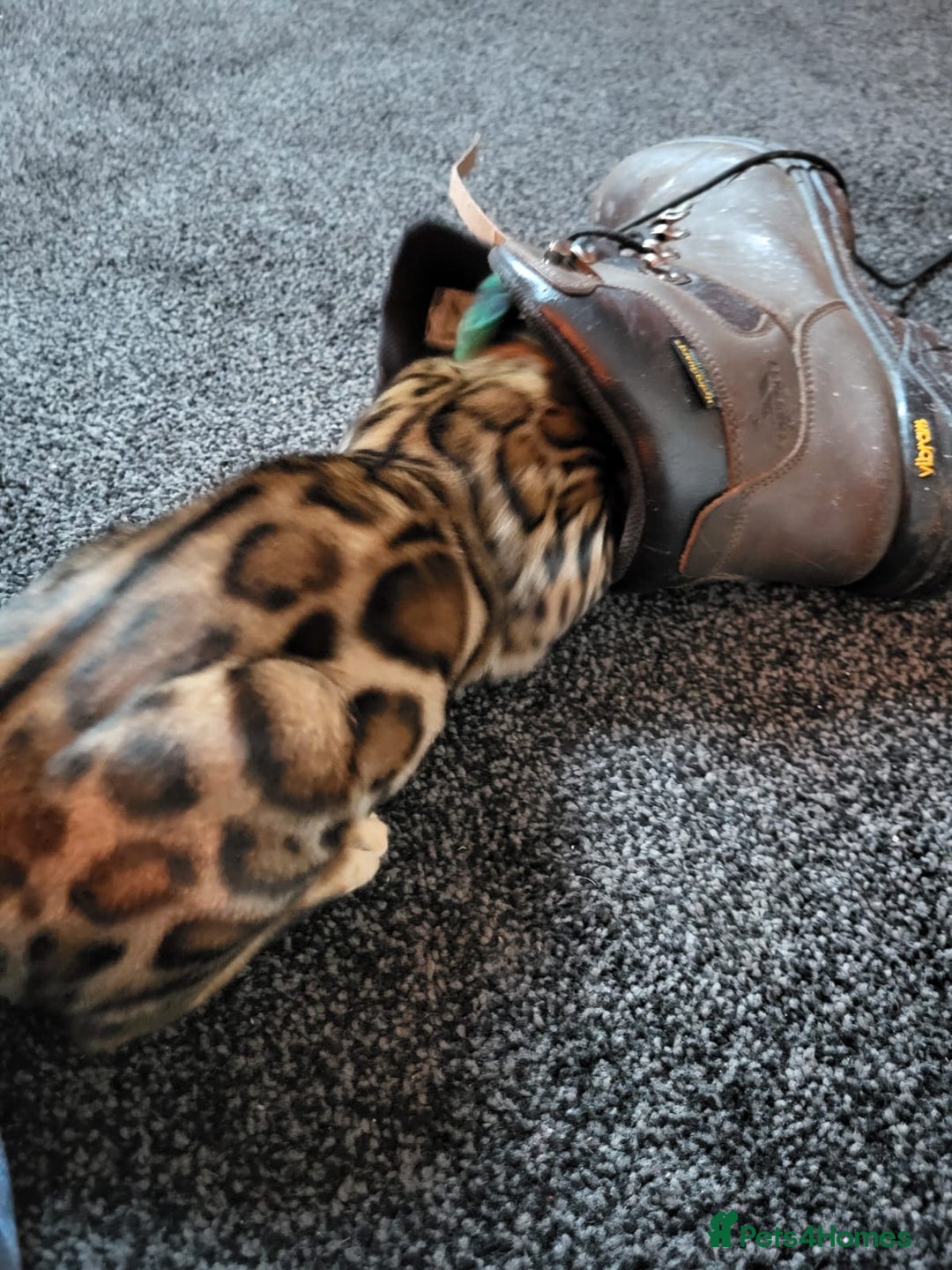 Bengal cats for sale: 🔥 Outstanding Adult Bengal cats Come See 😺 🐾 - Image 16