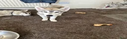 Siberian Husky dogs for sale: 3 Husky Puppies For Sale  - Advert 14