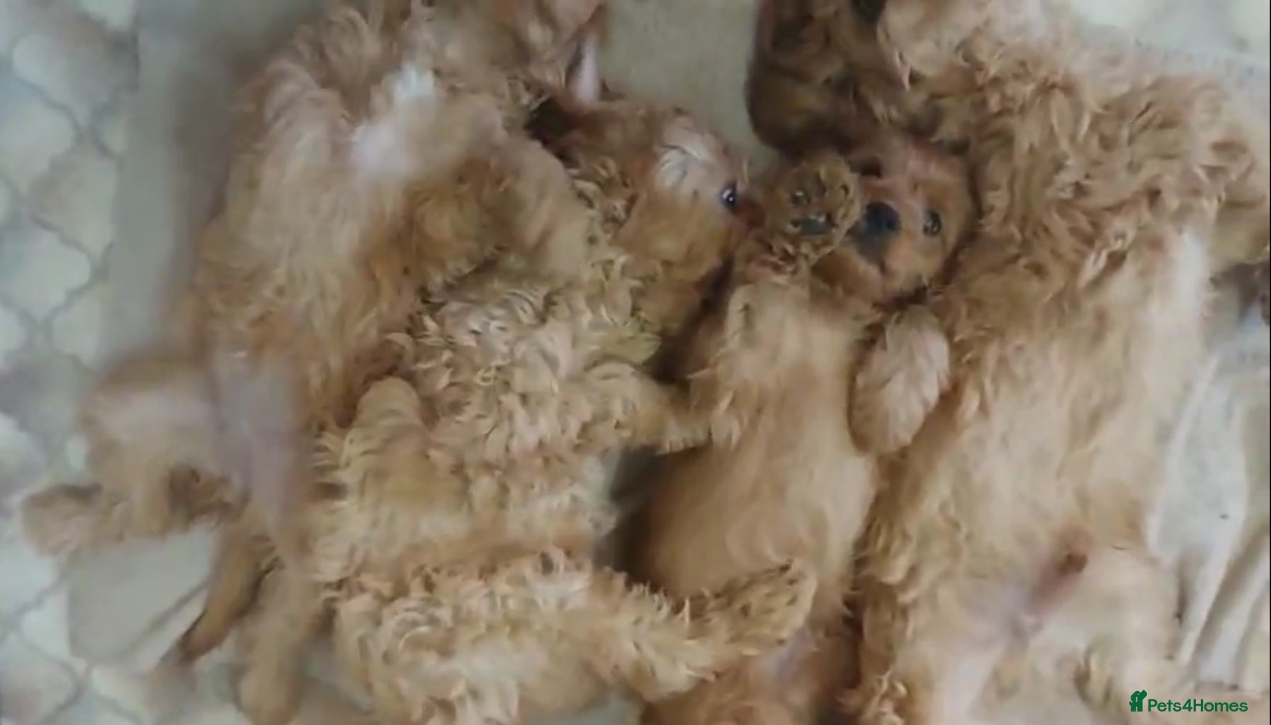 Cavapoo dogs Cavapoo Bundles of Joy 🥰 - Advert 7