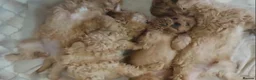 Cavapoo dogs for sale: Cavapoo Bundles of Joy 🥰 - Advert 12