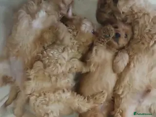 Cavapoo dogs Cavapoo Bundles of Joy 🥰 - Advert 7