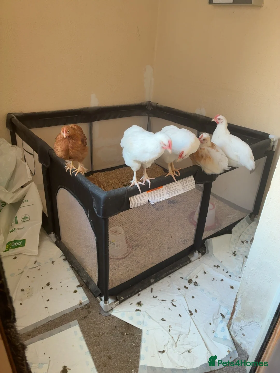 Chickens poultry for sale: 4 roosters  in Scunthorpe - Advert 2