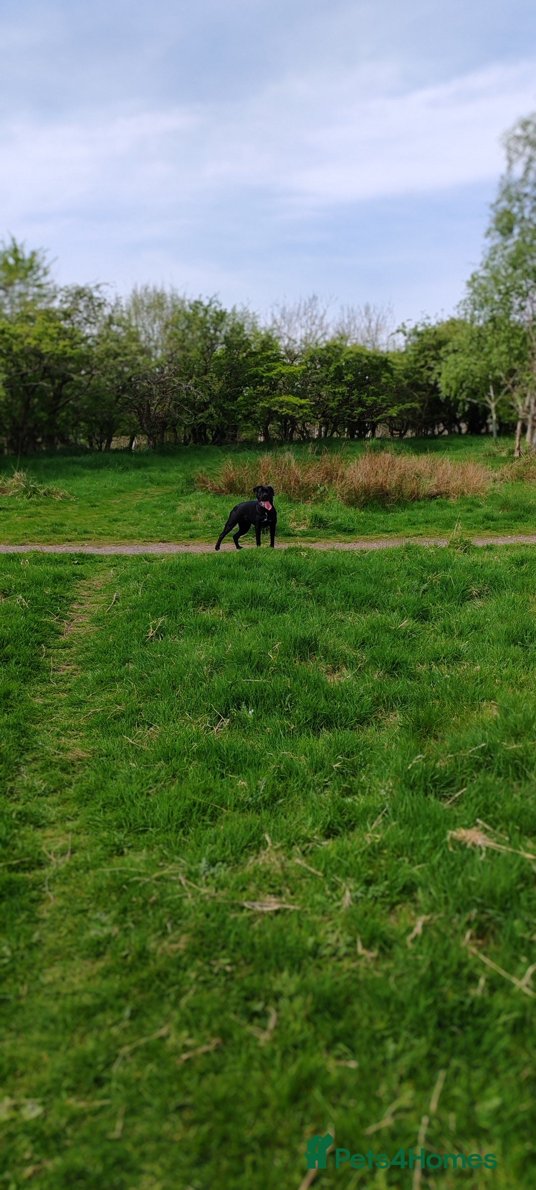 Cane Corso dogs for sale: Cane Corso  - Advert 21