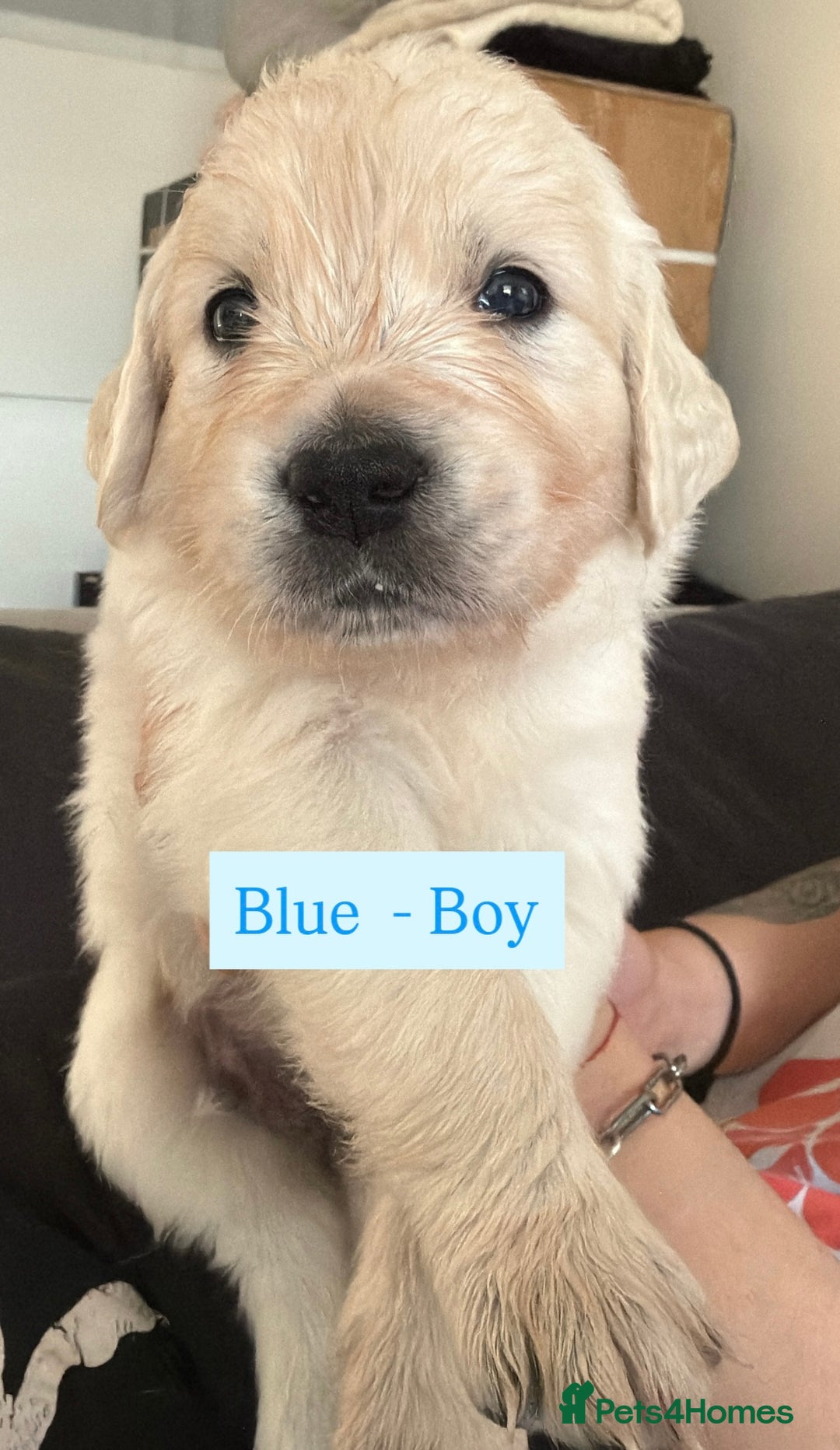 Golden Retriever dogs for sale: Golden Retriever Puppies 4 boys & 3 girls  - Image 25