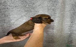 Miniature Dachshund dogs for sale: Amazing Champ Bloodlines Mini Dachshunds ✨ - Image 23