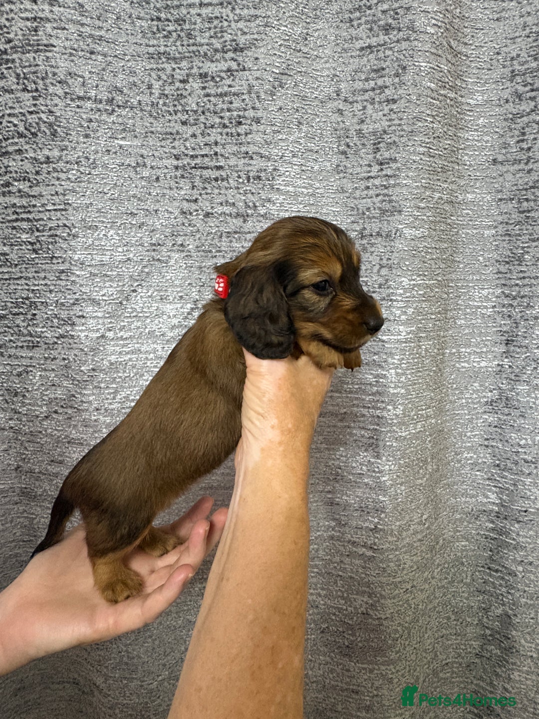 Miniature Dachshund dogs for sale: Amazing Champ Bloodlines Mini Dachshunds ✨ - Image 23