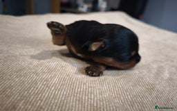 Yorkshire Terrier dogs for sale: Adorable Yorkshire Terrier Puppies. - Image 9