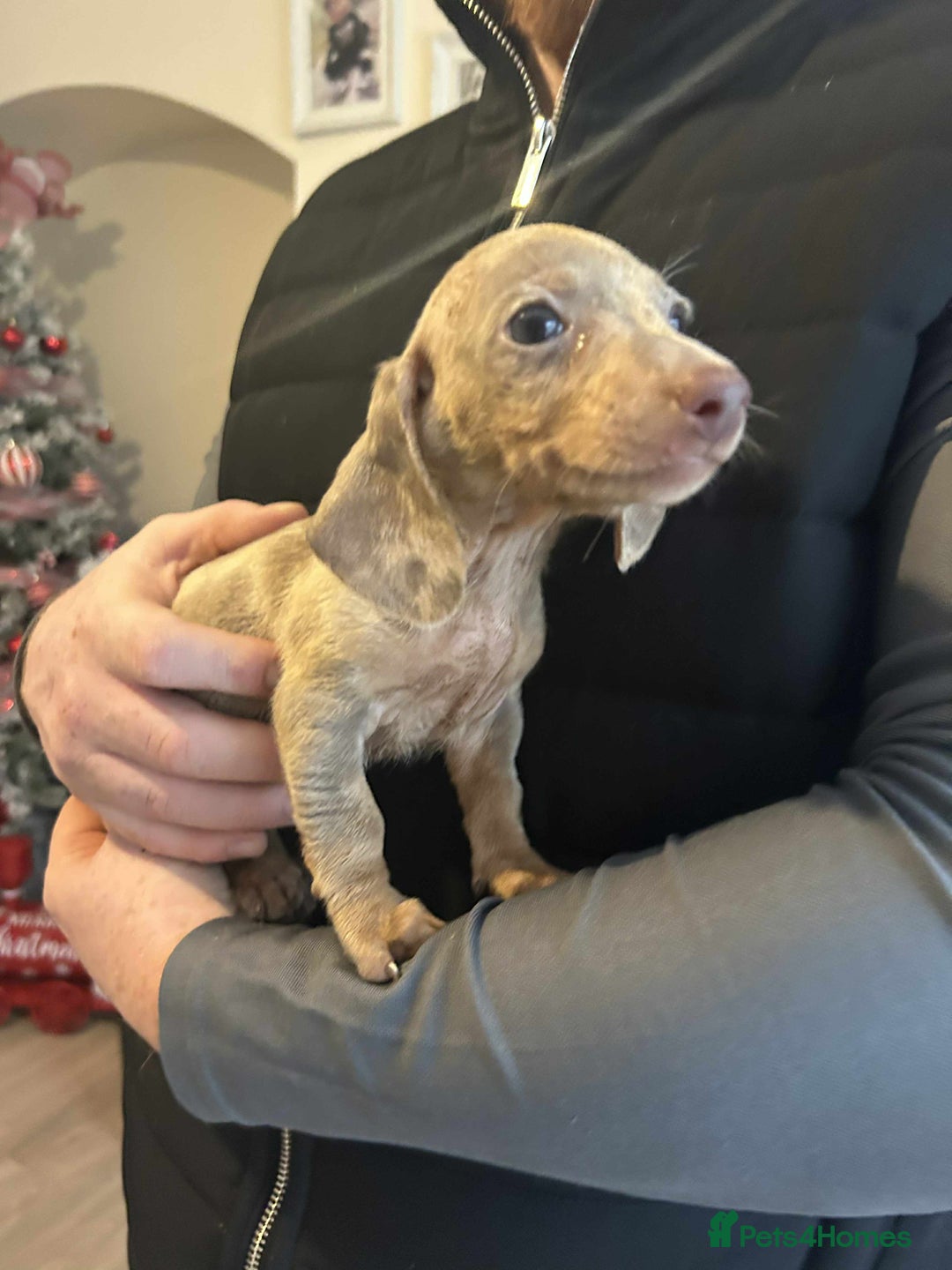 Miniature Dachshund dogs for sale: Miniature dachshund  - Advert 3