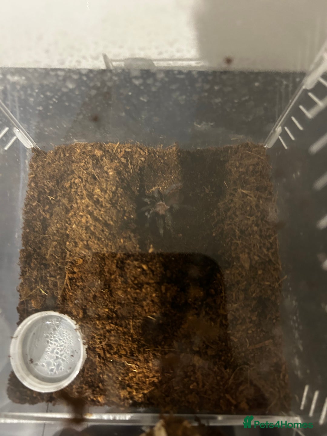 Tarantulas invertebrates for sale: Mexican red rump Tarantula 5cm 1-2 years old - Advert 4