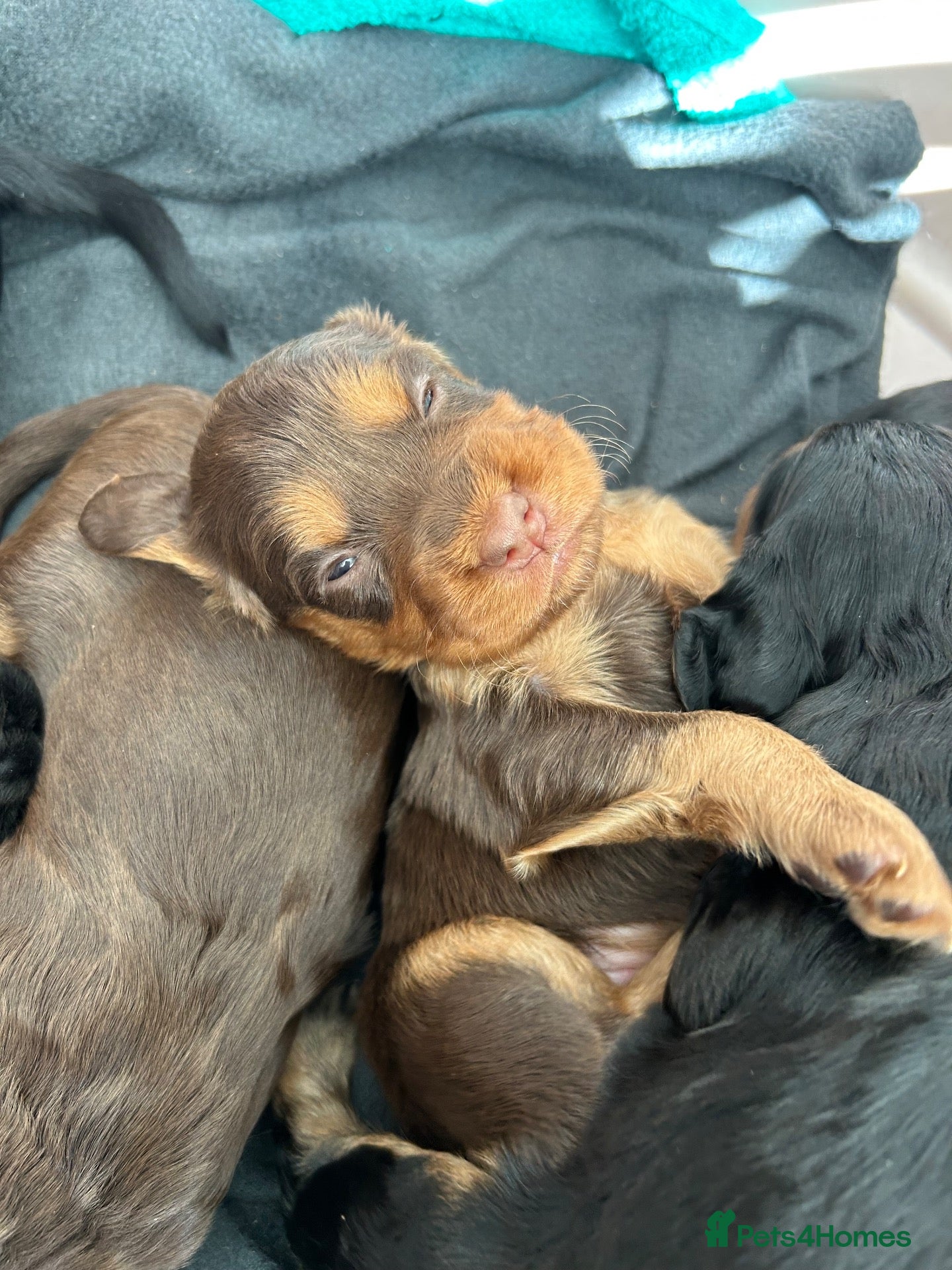 Cocker Spaniel dogs KC Registered Working Cocker Spaniel Puppies - Advert 2
