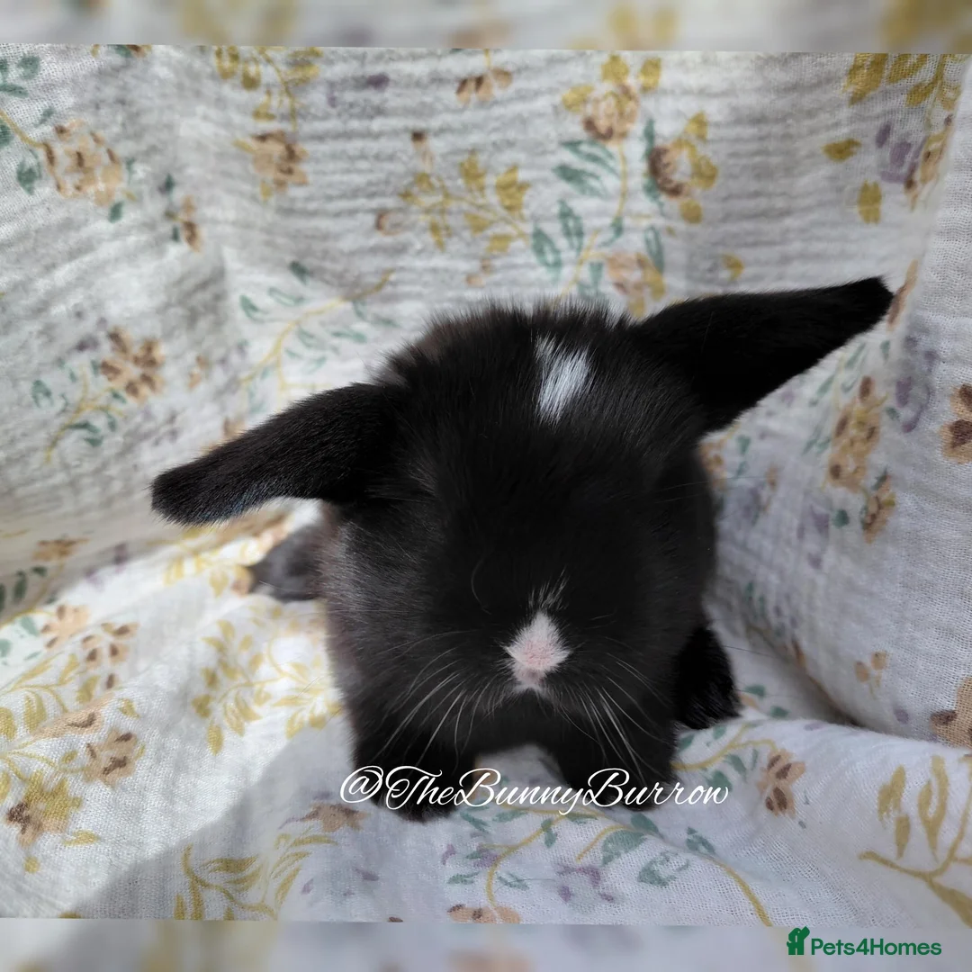 Mini Lop rabbits for sale: Mini Lops  - Advert 1